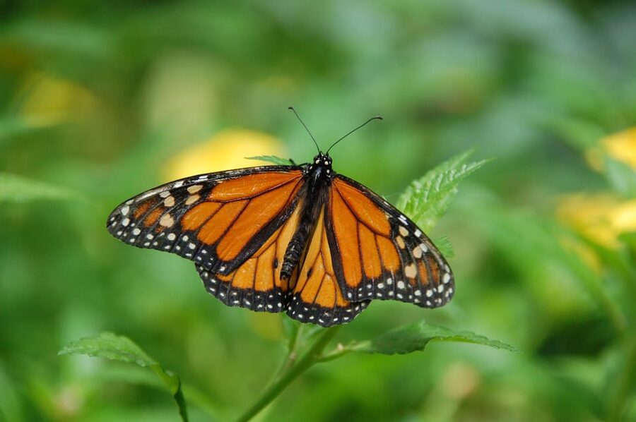 Cracow: 4 Mazes and Living Butterfly Museum Entry Ticket - Key highlights worth your time
