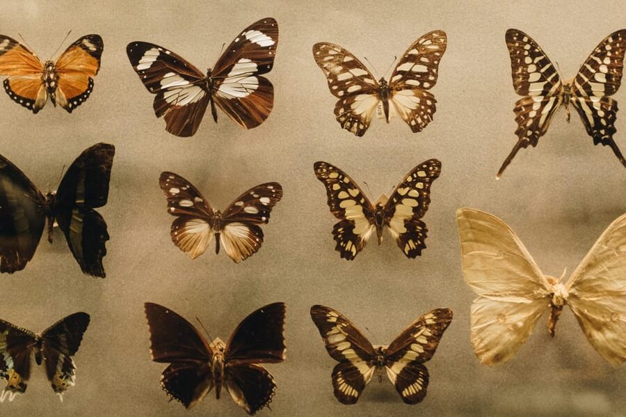 Cracow: 4 Mazes and Living Butterfly Museum Entry Ticket - Price and value, is $16 per person a fair deal?