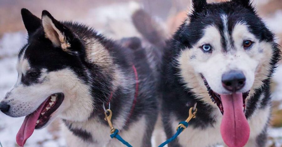 From Krakow: Dogsled Ride in Tatra Mountain - Key things worth knowing before you go