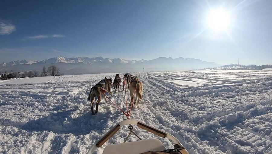 From Krakow: Dogsled Ride in Tatra Mountain - Price and value: is $391 per person fair?