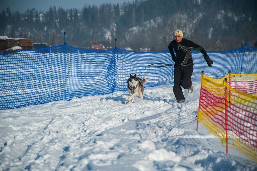 From Krakow: Dogsled Ride in Tatra Mountain - From Krakow to the Tatra Mountains: how the day really flows