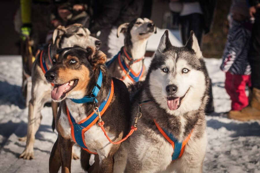 From Krakow: Dogsled Ride in Tatra Mountain - The mushing briefing: what you learn before you ride