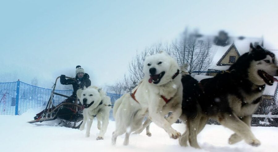 From Krakow: Dogsled Ride in Tatra Mountain - Safety and comfort: the small rules that shape your experience