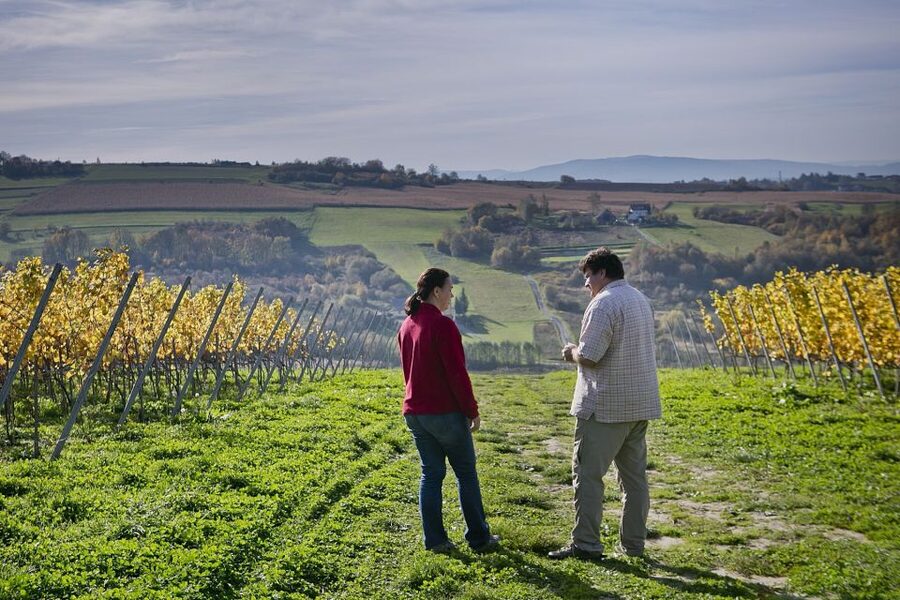 From Krakow: Wine Tasting at Vineyard - The vineyard walk: what organic farming adds to your tasting