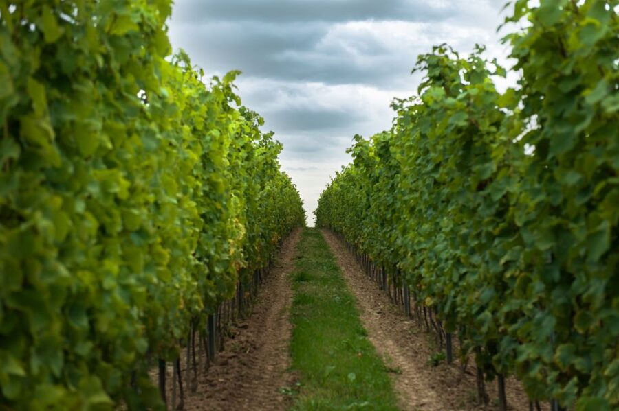 From Krakow: Wine Tasting at Vineyard - Tasting 4 wines or ciders, and how to pace yourself