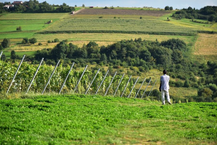 From Krakow: Wine Tasting at Vineyard - The traditional snack option: nice add-on, not required