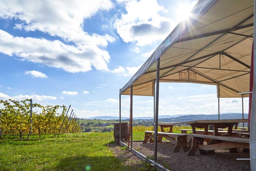 From Krakow: Wine Tasting at Vineyard - Price and value: when $224 makes sense