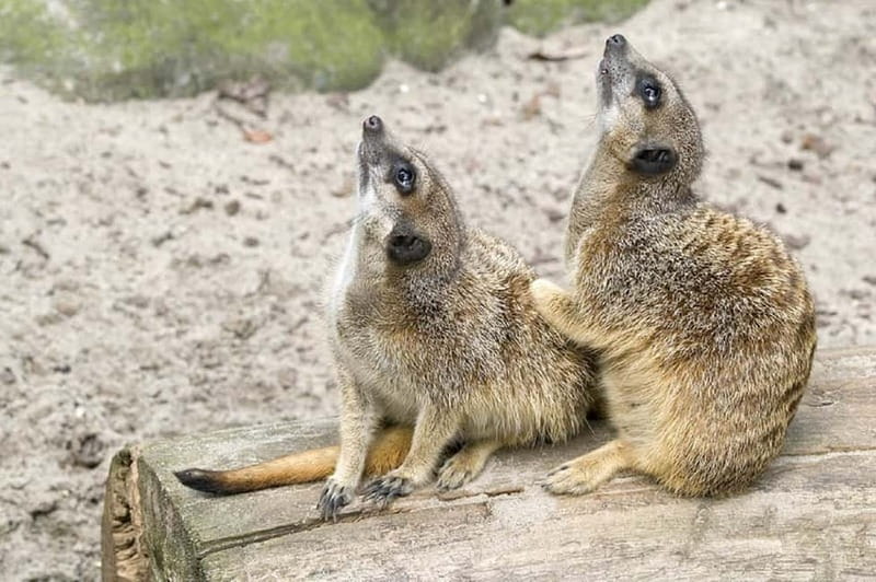 From Krakow: Zoo Trip with Private Luxury Transfer - Why Wolski Forest Changes the Zoo Mood in Krakow