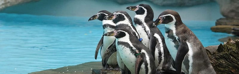 From Krakow: Zoo Trip with Private Luxury Transfer - The Animal Mix: 1,400 Animals, 270 Species, and Real Conservation Focus