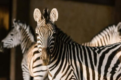 Zoo Trip with Private Luxury Transfer