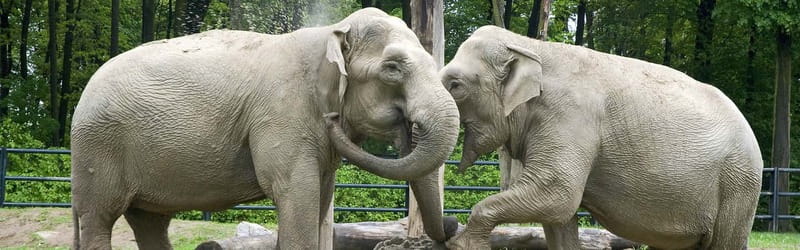 From Krakow: Zoo Trip with Private Luxury Transfer - Where the Zoo Fits in the Day: Outdoor Walking and When to Slow Down