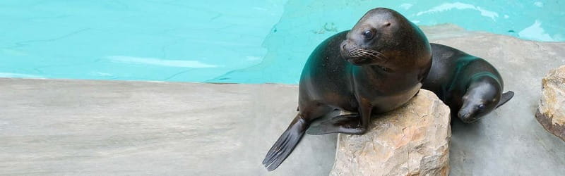 From Krakow: Zoo Trip with Private Luxury Transfer - Price and Logistics: How to Judge the $90 Per Person Value