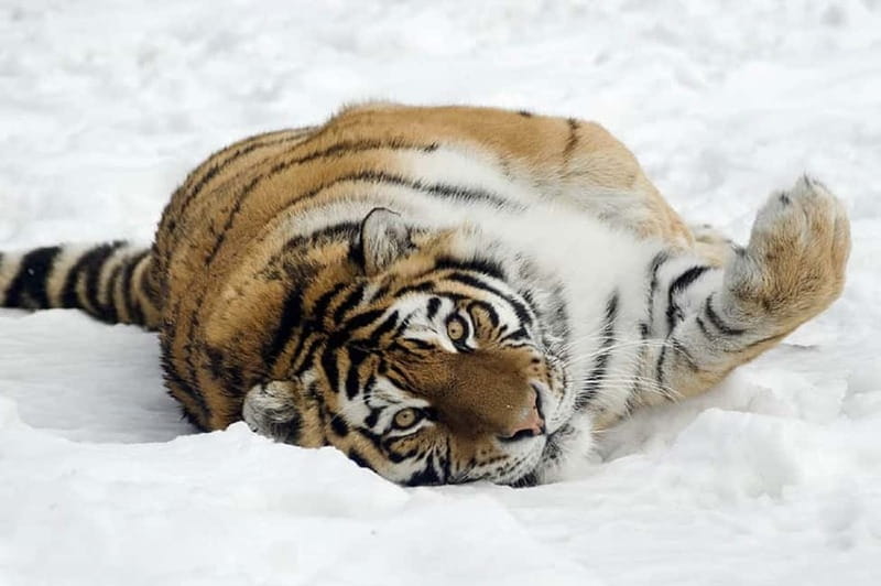 From Krakow: Zoo Trip with Private Luxury Transfer - Who This Zoo Trip Is Best For, and Who Should Think Twice