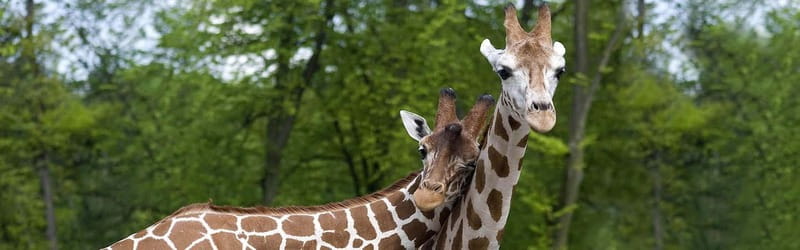 From Krakow: Zoo Trip with Private Luxury Transfer - My Take: A Practical Way to See Krakow Zoo With Less Hassle