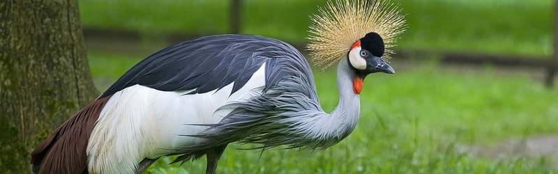 From Krakow: Zoo Trip with Private Luxury Transfer - FAQ