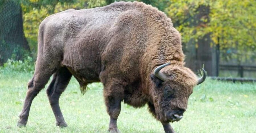 From Warsaw: Small-Group Tour to Bialowieza National Park - Why Białowieża feels different from a typical nature day