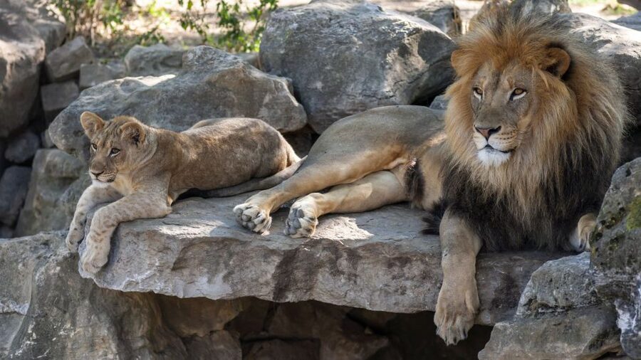 Gdansk: Oliwa Zoo with Tickets and Roundtrip Transportation - Key Highlights That Matter