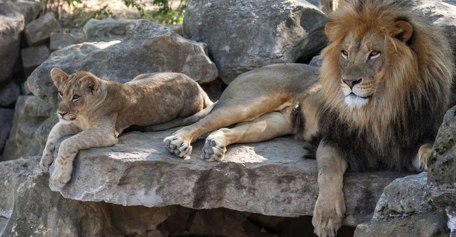 Gdansk: Oliwa Zoo with Tickets and Roundtrip Transportation - Oliwa Zoo in Gdansk: Big Grounds, Real Animal Variety