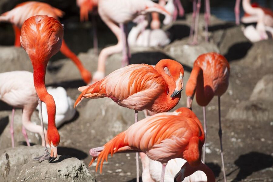 Gdansk: Oliwa Zoo with Tickets and Roundtrip Transportation - What You’ll See: Bongo Antelopes, Pygmy Hippos, and More