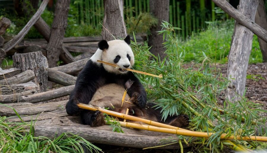 Gdansk: Oliwa Zoo with Tickets and Roundtrip Transportation - Who This Works Best For