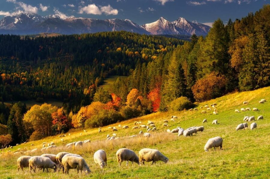 Krakow: Zakopane, Thermal Baths, Cable Car, Vodka, Oscypek - A One-Day Hit of Zakopane, Tatra Views, and Chocholowska Heat