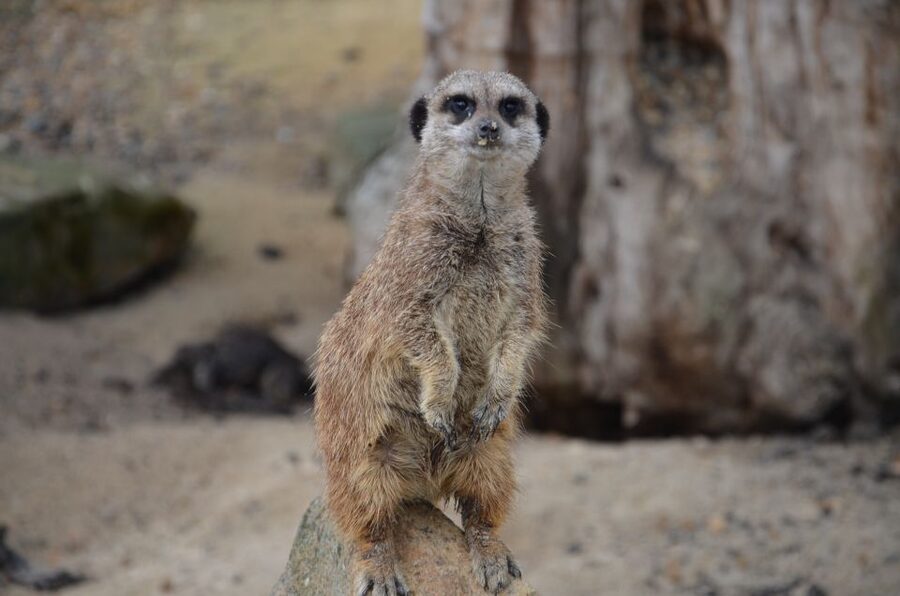 Krakow: Zoo Visit with Hotel Pickup & Drop-Off - Key Highlights You Should Not Miss