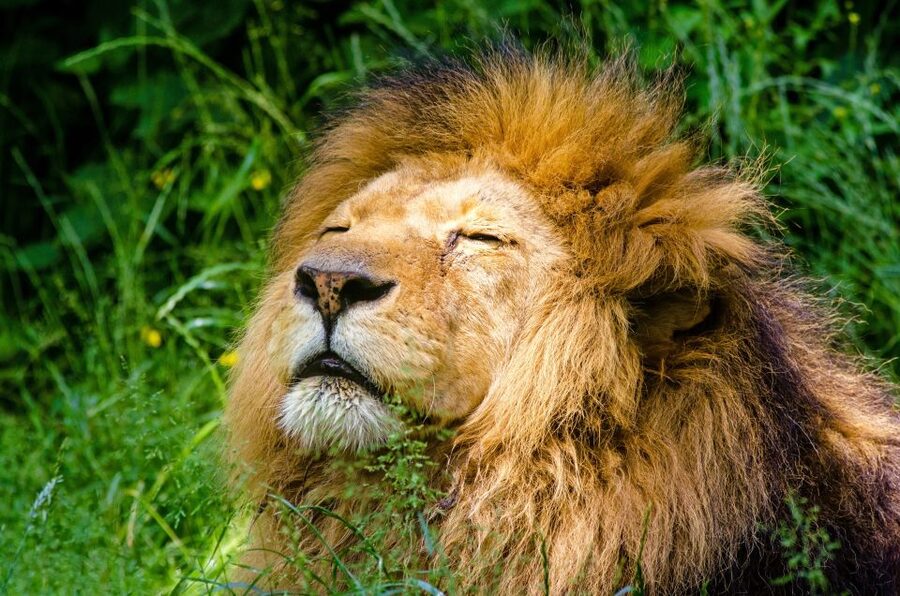 Krakow: Zoo Visit with Hotel Pickup & Drop-Off - Your Zoo Route: How to Spend the 5 Hours Like a Pro
