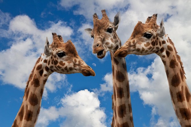 Krakow: Zoo with Hotel Transfer - Key Highlights You Should Not Miss
