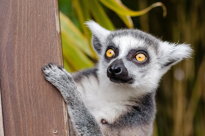 Krakow: Zoo with Hotel Transfer - Why This Hotel Transfer Makes Krakow Zoo Easier