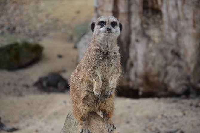 Krakow: Zoo with Hotel Transfer - Skip the Ticket Line: How Admission Works Here