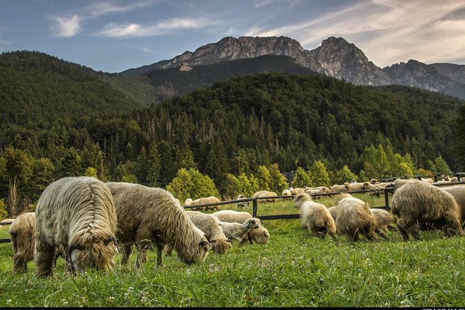 Zakopane & Thermal Springs: Private Tour - Price and Value: Is $217.99 Worth It?